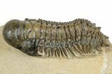Detailed Crotalocephalina Trilobite - Atchana, Morocco #255591-1